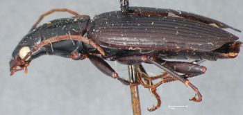 Media type: image;   Entomology 33020 Aspect: habitus lateral view